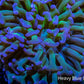 Ultra Reverse Hammer Coral WYSIWYG 13cm A1R5B1 Ultra Reverse Hammer Coral WYSIWYG 13cm A1R5B1 Aquarium Decor Ultra Reverse Hammer Coral WYSIWYG 13cm A1R5B1 Zeo Box Reef