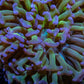 Ultra Reverse Hammer Coral WYSIWYG 13cm A1R5B1 Ultra Reverse Hammer Coral WYSIWYG 13cm A1R5B1 Aquarium Decor Ultra Reverse Hammer Coral WYSIWYG 13cm A1R5B1 Zeo Box Reef