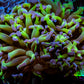 Ultra Reverse Hammer Coral -  WYSIWYG 5cm C1R6B1 Ultra Reverse Hammer Coral -  WYSIWYG 5cm C1R6B1 Aquarium Decor Ultra Reverse Hammer Coral -  WYSIWYG 5cm C1R6B1 Zeo Box Reef