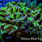 Ultra Reverse Hammer Coral -  WYSIWYG 5cm C1R6B1 Ultra Reverse Hammer Coral -  WYSIWYG 5cm C1R6B1 Aquarium Decor Ultra Reverse Hammer Coral -  WYSIWYG 5cm C1R6B1 Zeo Box Reef