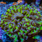 Ultra Reverse Hammer Coral -   WYSIWYG 7cm A5R5B1 Ultra Reverse Hammer Coral -   WYSIWYG 7cm A5R5B1 Aquarium Decor Ultra Reverse Hammer Coral -   WYSIWYG 7cm A5R5B1 Zeo Box Reef