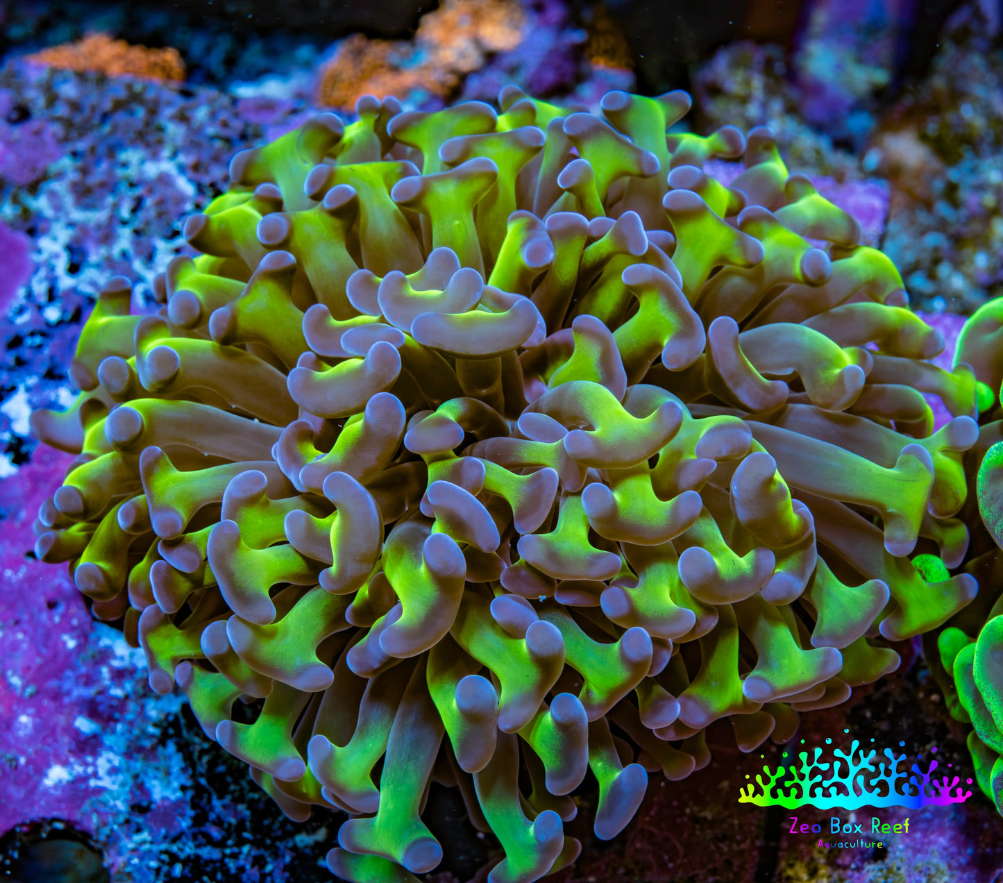 Ultra Reverse Hammer Coral -   WYSIWYG 7cm A5R5B1 Ultra Reverse Hammer Coral -   WYSIWYG 7cm A5R5B1 Aquarium Decor Ultra Reverse Hammer Coral -   WYSIWYG 7cm A5R5B1 Zeo Box Reef