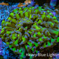 Ultra Reverse Hammer Coral -   WYSIWYG 7cm A5R5B1 Ultra Reverse Hammer Coral -   WYSIWYG 7cm A5R5B1 Aquarium Decor Ultra Reverse Hammer Coral -   WYSIWYG 7cm A5R5B1 Zeo Box Reef