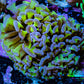 Ultra Reverse Hammer Coral -   WYSIWYG 8cm D1R6B1 Ultra Reverse Hammer Coral -   WYSIWYG 8cm D1R6B1 Aquarium Decor Ultra Reverse Hammer Coral -   WYSIWYG 8cm D1R6B1 Zeo Box Reef
