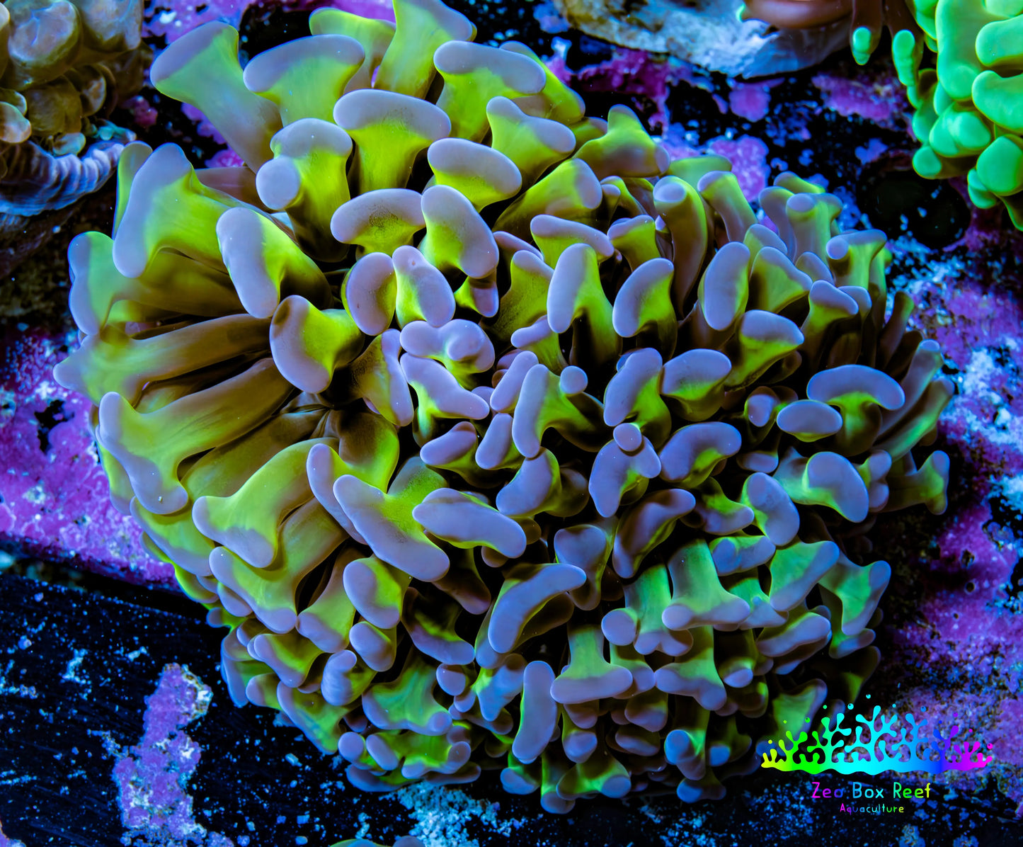 Ultra Reverse Hammer Coral -   WYSIWYG 8cm D1R6B1 Ultra Reverse Hammer Coral -   WYSIWYG 8cm D1R6B1 Aquarium Decor Ultra Reverse Hammer Coral -   WYSIWYG 8cm D1R6B1 Zeo Box Reef