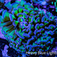 Ultra Reverse Hammer Coral -   WYSIWYG 8cm D1R6B1 Ultra Reverse Hammer Coral -   WYSIWYG 8cm D1R6B1 Aquarium Decor Ultra Reverse Hammer Coral -   WYSIWYG 8cm D1R6B1 Zeo Box Reef
