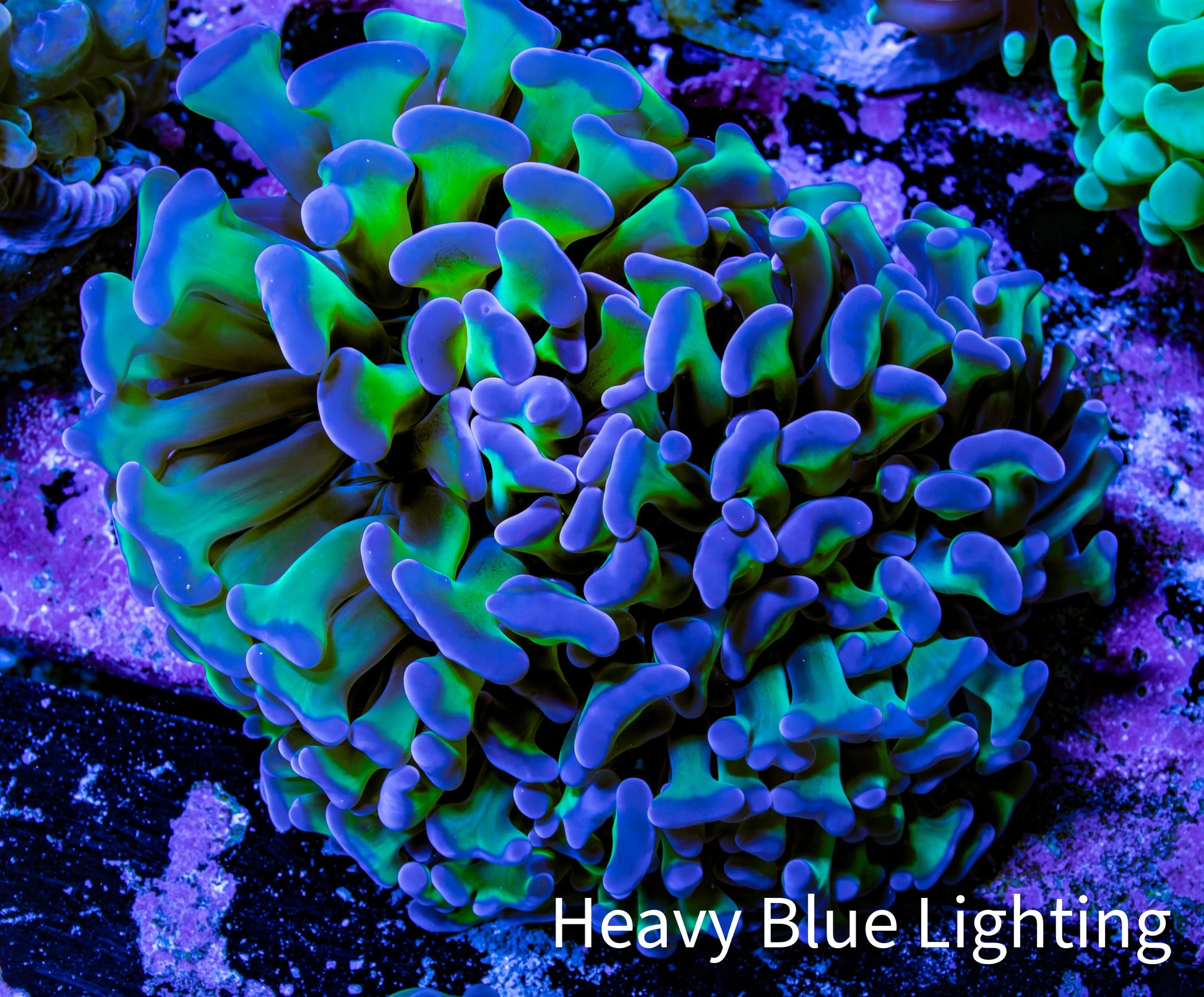Ultra Reverse Hammer Coral -   WYSIWYG 8cm D1R6B1 Ultra Reverse Hammer Coral -   WYSIWYG 8cm D1R6B1 Aquarium Decor Ultra Reverse Hammer Coral -   WYSIWYG 8cm D1R6B1 Zeo Box Reef