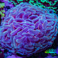 Ultra Reverse Hammer Coral -   WYSIWYG 8cm F1R6B1 Ultra Reverse Hammer Coral -   WYSIWYG 8cm F1R6B1 Aquarium Decor Ultra Reverse Hammer Coral -   WYSIWYG 8cm F1R6B1 Zeo Box Reef