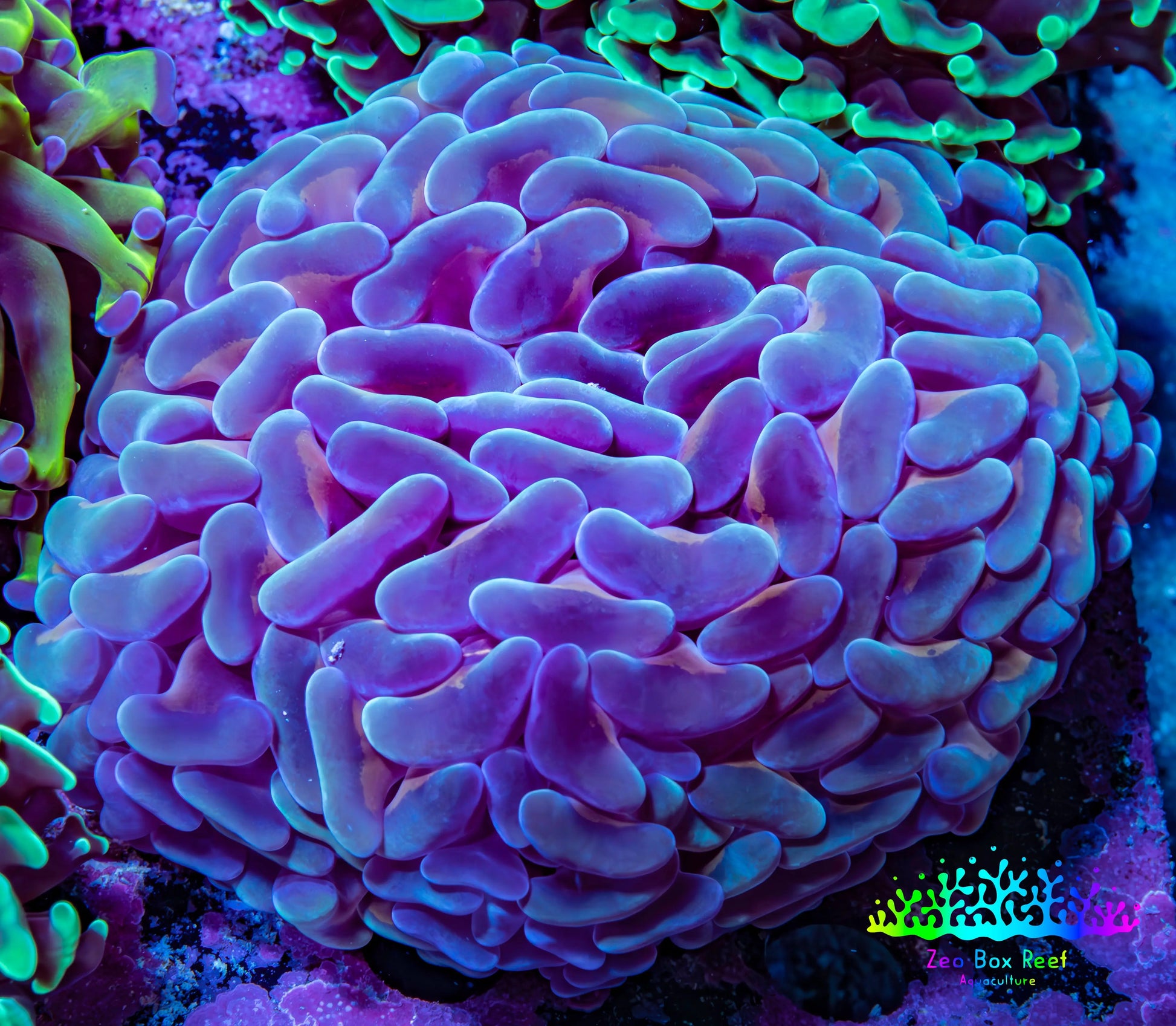 Ultra Reverse Hammer Coral -   WYSIWYG 8cm F1R6B1 Ultra Reverse Hammer Coral -   WYSIWYG 8cm F1R6B1 Aquarium Decor Ultra Reverse Hammer Coral -   WYSIWYG 8cm F1R6B1 Zeo Box Reef