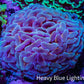 Ultra Reverse Hammer Coral -   WYSIWYG 8cm F1R6B1 Ultra Reverse Hammer Coral -   WYSIWYG 8cm F1R6B1 Aquarium Decor Ultra Reverse Hammer Coral -   WYSIWYG 8cm F1R6B1 Zeo Box Reef