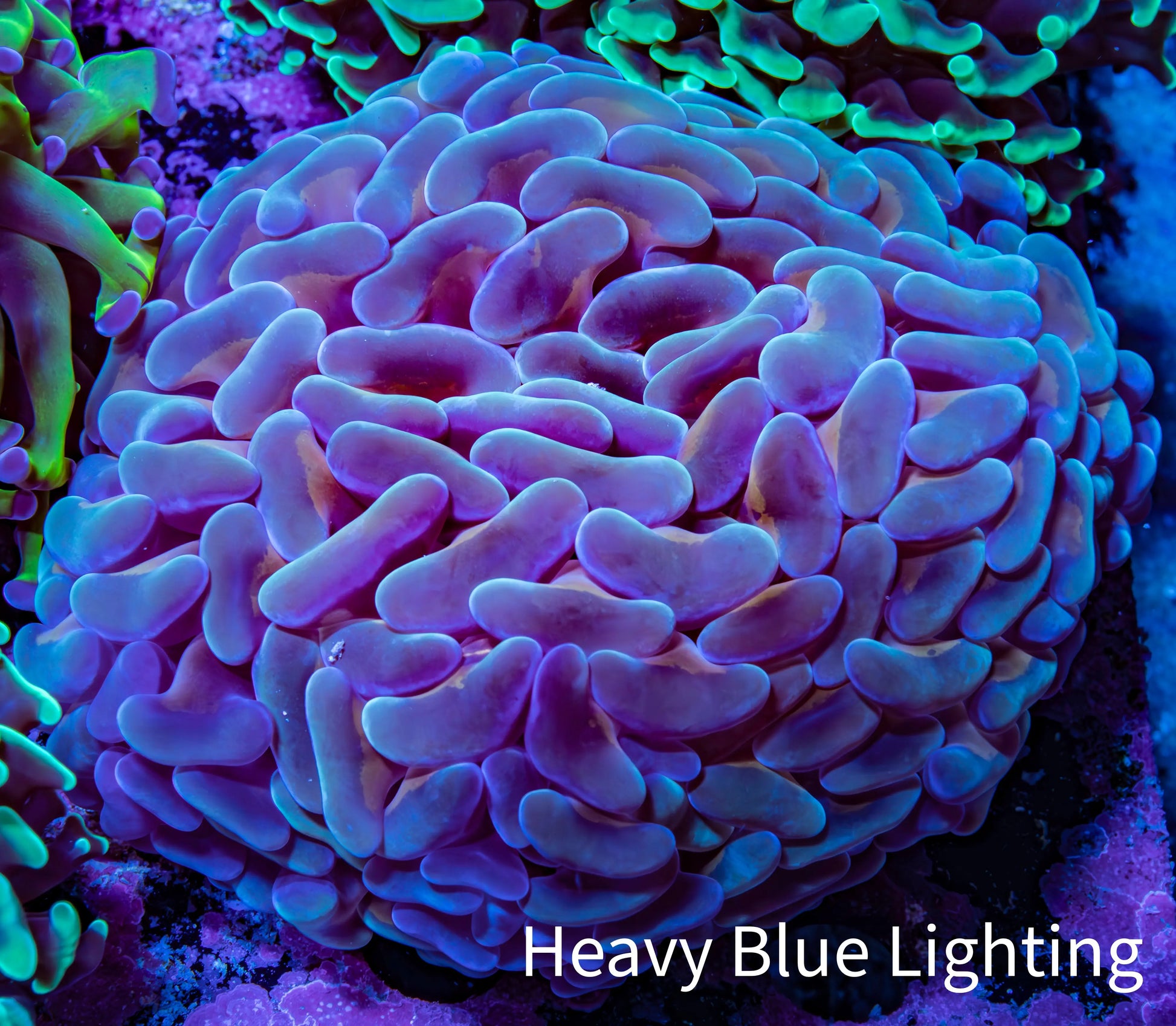 Ultra Reverse Hammer Coral -   WYSIWYG 8cm F1R6B1 Ultra Reverse Hammer Coral -   WYSIWYG 8cm F1R6B1 Aquarium Decor Ultra Reverse Hammer Coral -   WYSIWYG 8cm F1R6B1 Zeo Box Reef