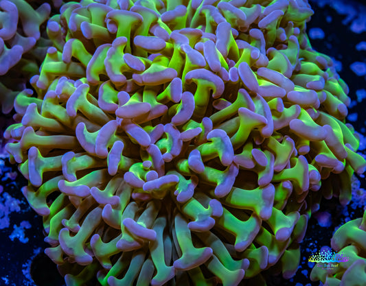 Ultra Reverse Hammer Coral WYSIWYG 9cm A2R5B1 Ultra Reverse Hammer Coral WYSIWYG 9cm A2R5B1 Aquarium Decor Ultra Reverse Hammer Coral WYSIWYG 9cm A2R5B1 Zeo Box Reef