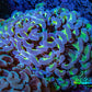 Ultra  Reverse Hammer Coral -  WYSIWYG 9cm A4R6B1 Ultra  Reverse Hammer Coral -  WYSIWYG 9cm A4R6B1 Aquarium Decor Ultra  Reverse Hammer Coral -  WYSIWYG 9cm A4R6B1 Zeo Box Reef