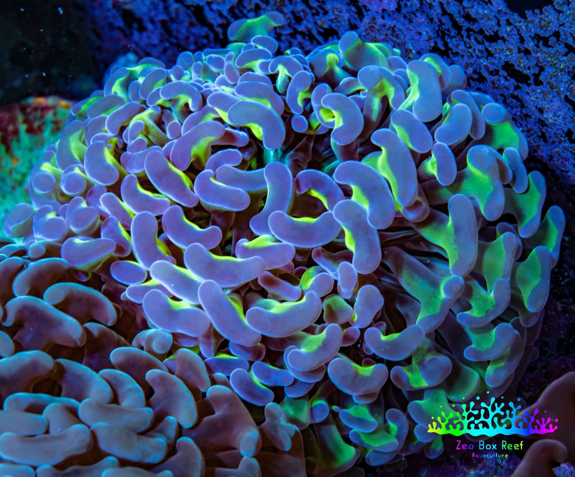 Ultra  Reverse Hammer Coral -  WYSIWYG 9cm A4R6B1 Ultra  Reverse Hammer Coral -  WYSIWYG 9cm A4R6B1 Aquarium Decor Ultra  Reverse Hammer Coral -  WYSIWYG 9cm A4R6B1 Zeo Box Reef