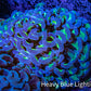 Ultra  Reverse Hammer Coral -  WYSIWYG 9cm A4R6B1 Ultra  Reverse Hammer Coral -  WYSIWYG 9cm A4R6B1 Aquarium Decor Ultra  Reverse Hammer Coral -  WYSIWYG 9cm A4R6B1 Zeo Box Reef