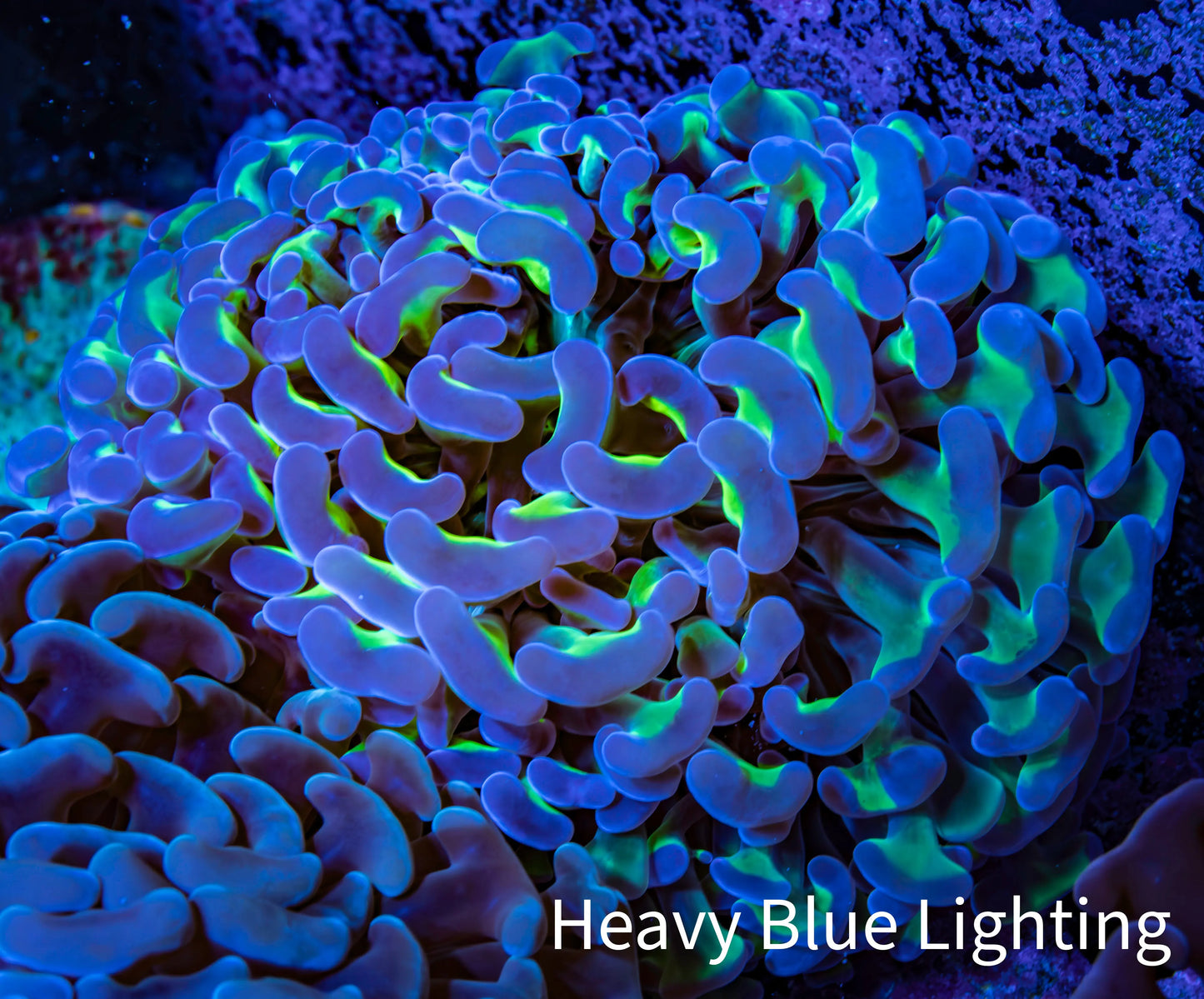 Ultra  Reverse Hammer Coral -  WYSIWYG 9cm A4R6B1 Ultra  Reverse Hammer Coral -  WYSIWYG 9cm A4R6B1 Aquarium Decor Ultra  Reverse Hammer Coral -  WYSIWYG 9cm A4R6B1 Zeo Box Reef