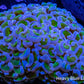 Ultra Reverse Hammer Coral WYSIWYG 9cm A5R5B1 Ultra Reverse Hammer Coral WYSIWYG 9cm A5R5B1 Aquarium Decor Ultra Reverse Hammer Coral WYSIWYG 9cm A5R5B1 Zeo Box Reef