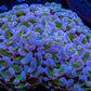 Ultra Reverse Hammer Coral WYSIWYG 9cm A5R5B1 Ultra Reverse Hammer Coral WYSIWYG 9cm A5R5B1 Aquarium Decor Ultra Reverse Hammer Coral WYSIWYG 9cm A5R5B1 Zeo Box Reef