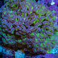 Ultra Reverse  Purple & Toxic Green Hammer Coral 10cm WYSIWYG D2R6B1 Ultra Reverse  Purple & Toxic Green Hammer Coral 10cm WYSIWYG D2R6B1 Aquarium Decor Ultra Reverse  Purple & Toxic Green Hammer Coral 10cm WYSIWYG D2R6B1 Zeo Box Reef