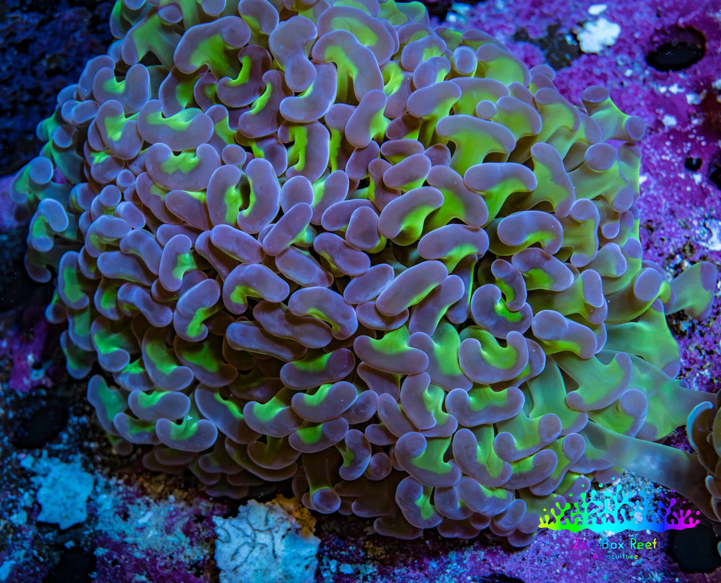 Ultra Reverse  Purple & Toxic Green Hammer Coral 10cm WYSIWYG D2R6B1 Ultra Reverse  Purple & Toxic Green Hammer Coral 10cm WYSIWYG D2R6B1 Aquarium Decor Ultra Reverse  Purple & Toxic Green Hammer Coral 10cm WYSIWYG D2R6B1 Zeo Box Reef