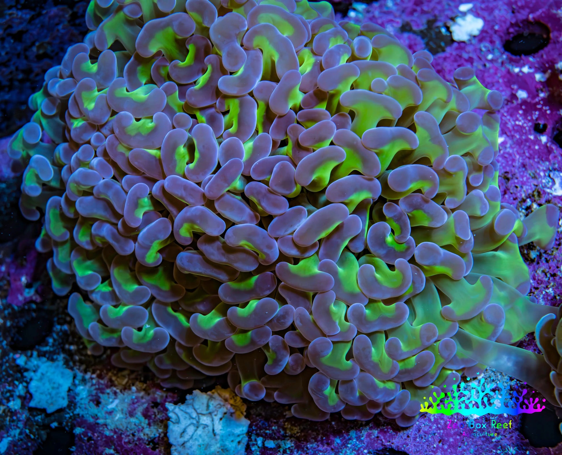 Ultra Reverse  Purple & Toxic Green Hammer Coral 10cm WYSIWYG D2R6B1 Ultra Reverse  Purple & Toxic Green Hammer Coral 10cm WYSIWYG D2R6B1 Aquarium Decor Ultra Reverse  Purple & Toxic Green Hammer Coral 10cm WYSIWYG D2R6B1 Zeo Box Reef