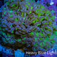 Ultra Reverse  Purple & Toxic Green Hammer Coral 10cm WYSIWYG D2R6B1 Ultra Reverse  Purple & Toxic Green Hammer Coral 10cm WYSIWYG D2R6B1 Aquarium Decor Ultra Reverse  Purple & Toxic Green Hammer Coral 10cm WYSIWYG D2R6B1 Zeo Box Reef