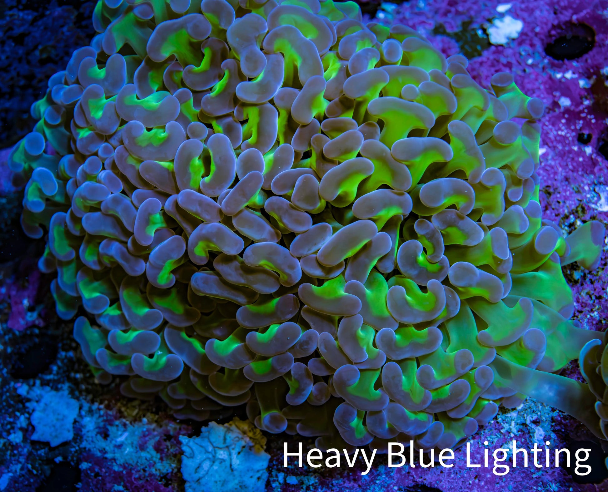 Ultra Reverse  Purple & Toxic Green Hammer Coral 10cm WYSIWYG D2R6B1 Ultra Reverse  Purple & Toxic Green Hammer Coral 10cm WYSIWYG D2R6B1 Aquarium Decor Ultra Reverse  Purple & Toxic Green Hammer Coral 10cm WYSIWYG D2R6B1 Zeo Box Reef
