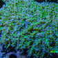 Ultra ReverseFrogspawn Coral -  WYSIWYG 12cm  C2R5B1 Ultra ReverseFrogspawn Coral -  WYSIWYG 12cm  C2R5B1 LPS Ultra ReverseFrogspawn Coral -  WYSIWYG 12cm  C2R5B1 Zeo Box Reef