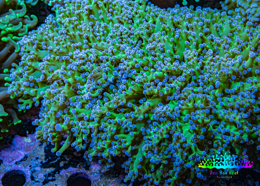 Ultra ReverseFrogspawn Coral -  WYSIWYG 12cm  C2R5B1 Ultra ReverseFrogspawn Coral -  WYSIWYG 12cm  C2R5B1 LPS Ultra ReverseFrogspawn Coral -  WYSIWYG 12cm  C2R5B1 Zeo Box Reef