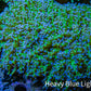 Ultra ReverseFrogspawn Coral -  WYSIWYG 12cm  C2R5B1 Ultra ReverseFrogspawn Coral -  WYSIWYG 12cm  C2R5B1 LPS Ultra ReverseFrogspawn Coral -  WYSIWYG 12cm  C2R5B1 Zeo Box Reef