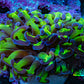 Ultra Revertse Hammer Coral -   WYSIWYG 6cm F3R6B1 Ultra Revertse Hammer Coral -   WYSIWYG 6cm F3R6B1 Aquarium Decor Ultra Revertse Hammer Coral -   WYSIWYG 6cm F3R6B1 Zeo Box Reef