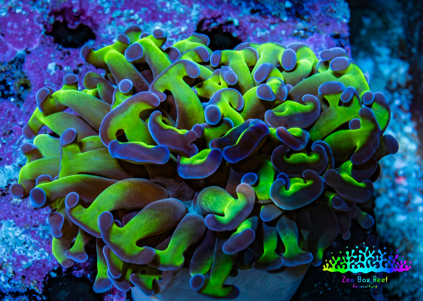 Ultra Revertse Hammer Coral -   WYSIWYG 6cm F3R6B1 Ultra Revertse Hammer Coral -   WYSIWYG 6cm F3R6B1 Aquarium Decor Ultra Revertse Hammer Coral -   WYSIWYG 6cm F3R6B1 Zeo Box Reef