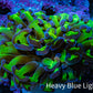 Ultra Revertse Hammer Coral -   WYSIWYG 6cm F3R6B1 Ultra Revertse Hammer Coral -   WYSIWYG 6cm F3R6B1 Aquarium Decor Ultra Revertse Hammer Coral -   WYSIWYG 6cm F3R6B1 Zeo Box Reef