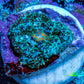 Ultra Rhodactis Coral -  1.5cm WYSIWYG Ultra Rhodactis Coral -  1.5cm WYSIWYG Animals & Pet Supplies Ultra Rhodactis Coral -  1.5cm WYSIWYG Zeo Box Reef