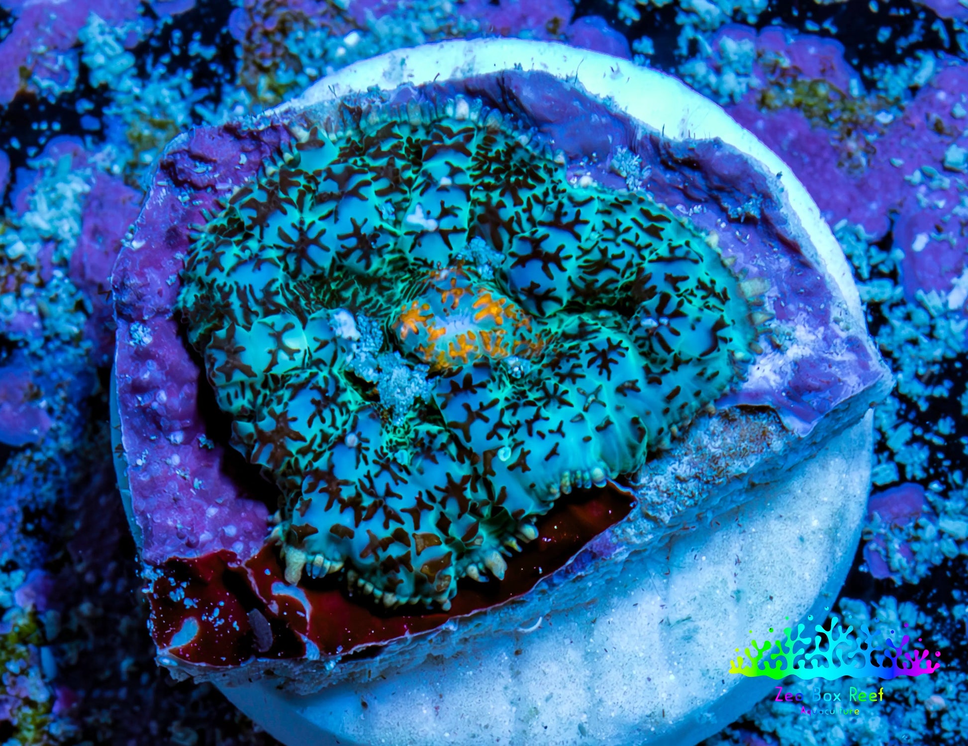 Ultra Rhodactis Coral -  1.5cm WYSIWYG Ultra Rhodactis Coral -  1.5cm WYSIWYG Animals & Pet Supplies Ultra Rhodactis Coral -  1.5cm WYSIWYG Zeo Box Reef