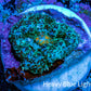 Ultra Rhodactis Coral -  1.5cm WYSIWYG Ultra Rhodactis Coral -  1.5cm WYSIWYG Animals & Pet Supplies Ultra Rhodactis Coral -  1.5cm WYSIWYG Zeo Box Reef