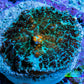 Ultra Rhodactis Coral -  2cm WYSIWYG D3R1B2 (Copy) Ultra Rhodactis Coral -  2cm WYSIWYG D3R1B2 (Copy) Animals & Pet Supplies Ultra Rhodactis Coral -  2cm WYSIWYG D3R1B2 (Copy) Zeo Box Reef