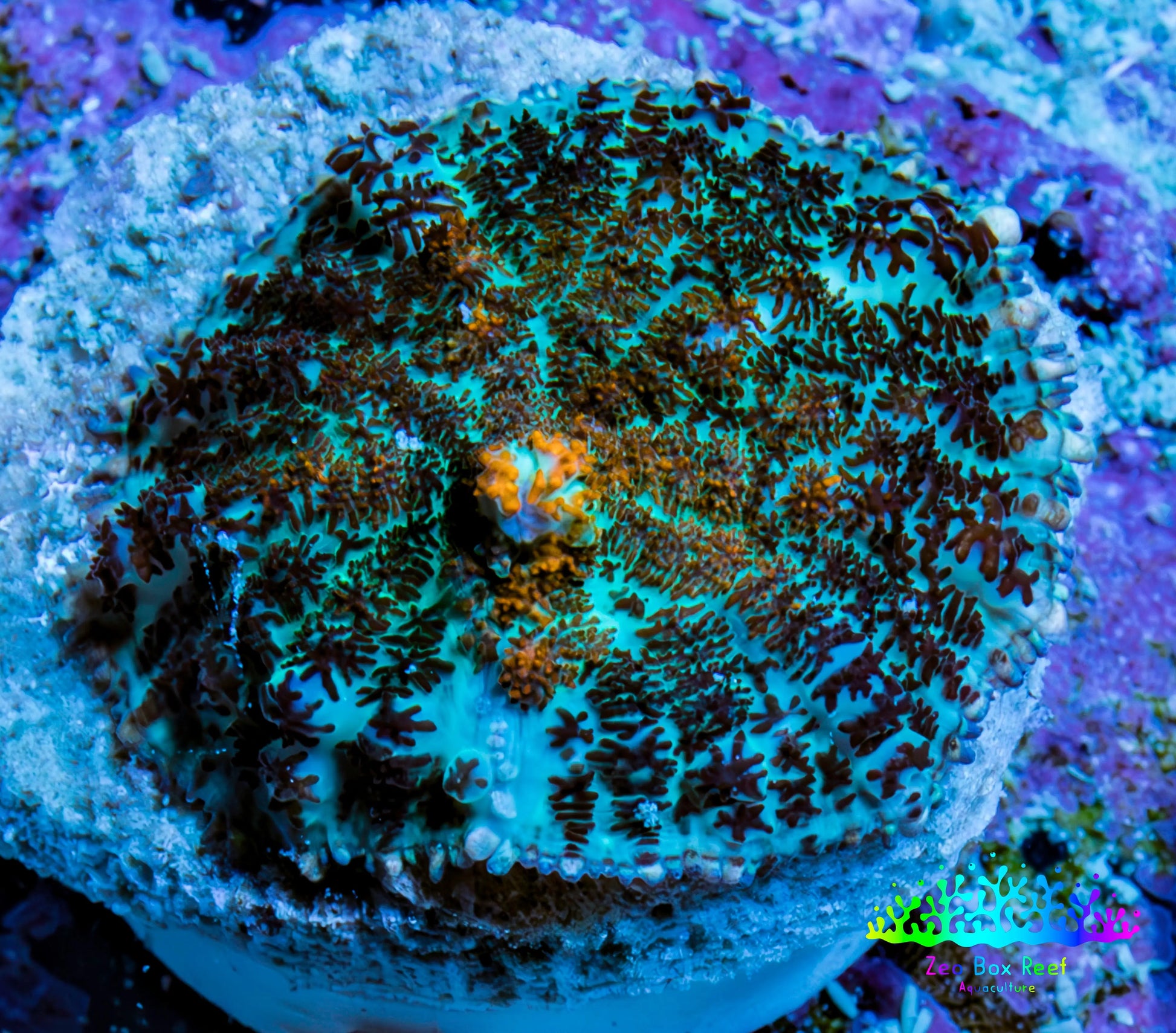 Ultra Rhodactis Coral -  2cm WYSIWYG D3R1B2 (Copy) Ultra Rhodactis Coral -  2cm WYSIWYG D3R1B2 (Copy) Animals & Pet Supplies Ultra Rhodactis Coral -  2cm WYSIWYG D3R1B2 (Copy) Zeo Box Reef