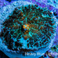 Ultra Rhodactis Coral -  2cm WYSIWYG D3R1B2 (Copy) Ultra Rhodactis Coral -  2cm WYSIWYG D3R1B2 (Copy) Animals & Pet Supplies Ultra Rhodactis Coral -  2cm WYSIWYG D3R1B2 (Copy) Zeo Box Reef