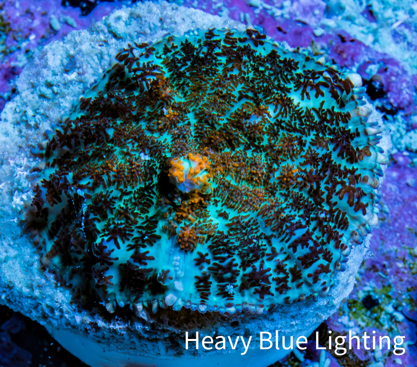 Ultra Rhodactis Coral -  2cm WYSIWYG D3R1B2 (Copy) Ultra Rhodactis Coral -  2cm WYSIWYG D3R1B2 (Copy) Animals & Pet Supplies Ultra Rhodactis Coral -  2cm WYSIWYG D3R1B2 (Copy) Zeo Box Reef