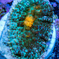 Ultra Rhodactis Coral -  2cm WYSIWYG D6R1B2 Ultra Rhodactis Coral -  2cm WYSIWYG D6R1B2 Animals & Pet Supplies Ultra Rhodactis Coral -  2cm WYSIWYG D6R1B2 Zeo Box Reef
