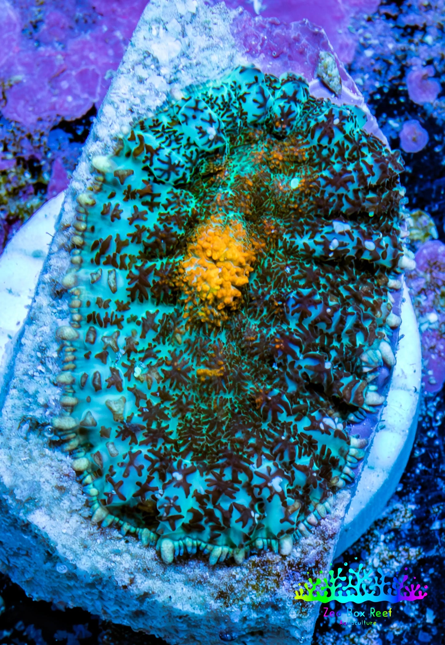 Ultra Rhodactis Coral -  2cm WYSIWYG D6R1B2 Ultra Rhodactis Coral -  2cm WYSIWYG D6R1B2 Animals & Pet Supplies Ultra Rhodactis Coral -  2cm WYSIWYG D6R1B2 Zeo Box Reef