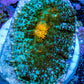 Ultra Rhodactis Coral -  2cm WYSIWYG D6R1B2 Ultra Rhodactis Coral -  2cm WYSIWYG D6R1B2 Animals & Pet Supplies Ultra Rhodactis Coral -  2cm WYSIWYG D6R1B2 Zeo Box Reef