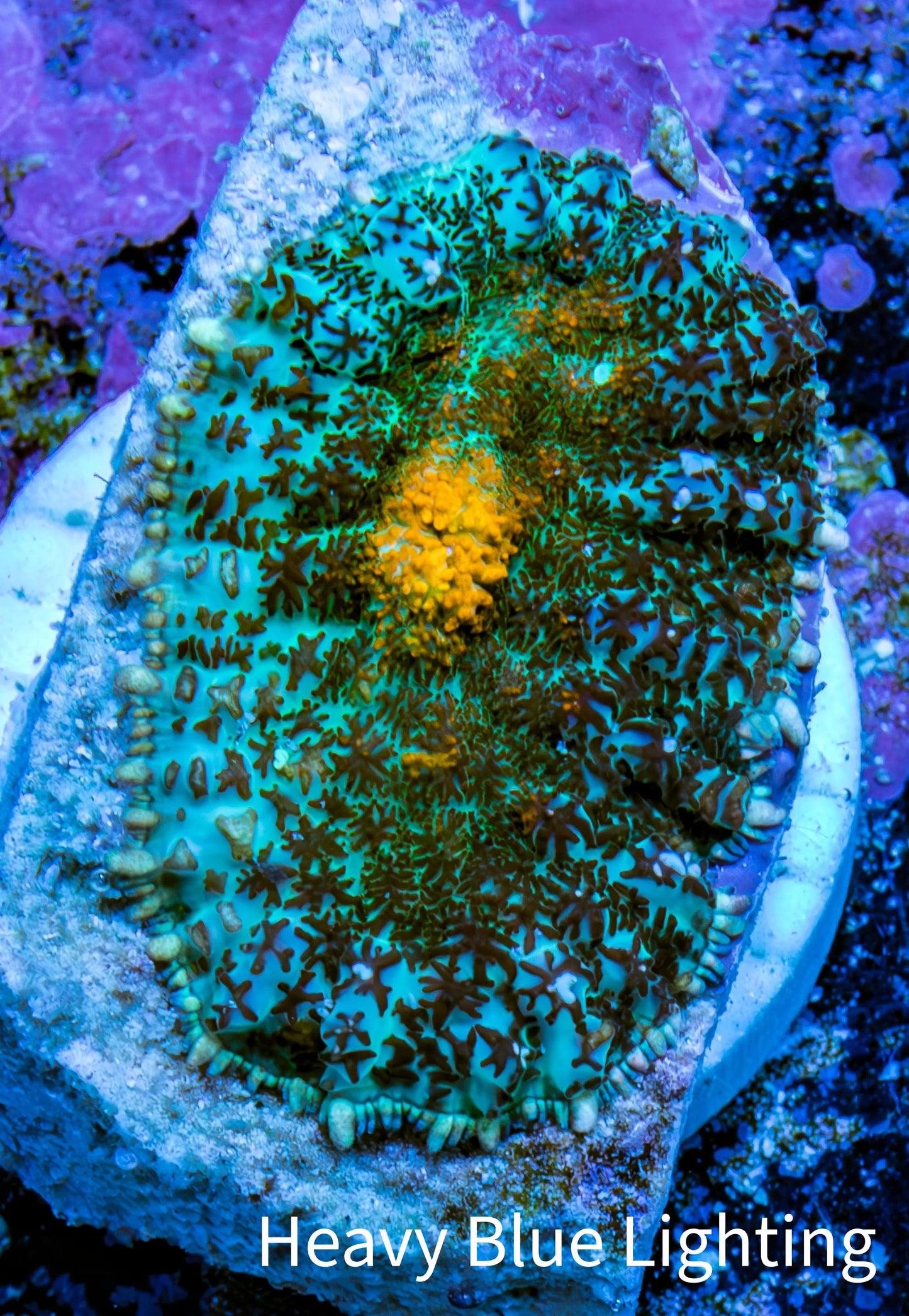 Ultra Rhodactis Coral -  2cm WYSIWYG D6R1B2 Ultra Rhodactis Coral -  2cm WYSIWYG D6R1B2 Animals & Pet Supplies Ultra Rhodactis Coral -  2cm WYSIWYG D6R1B2 Zeo Box Reef
