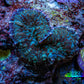 Ultra Rhodactis Coral -  2cm WYSIWYG Ultra Rhodactis Coral -  2cm WYSIWYG Animals & Pet Supplies Ultra Rhodactis Coral -  2cm WYSIWYG Zeo Box Reef