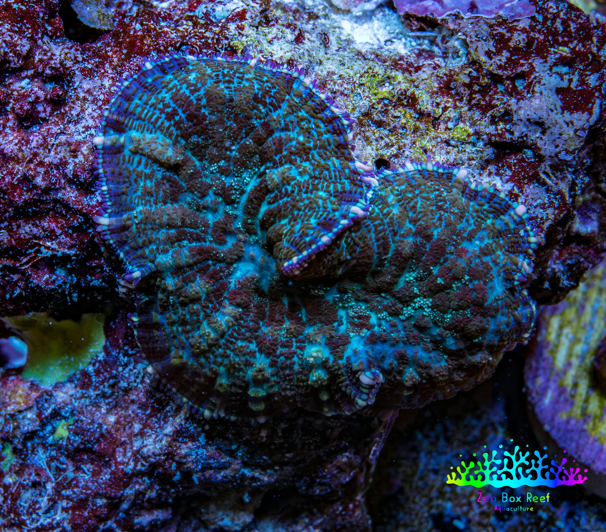 Ultra Rhodactis Coral -  2cm WYSIWYG Ultra Rhodactis Coral -  2cm WYSIWYG Animals & Pet Supplies Ultra Rhodactis Coral -  2cm WYSIWYG Zeo Box Reef