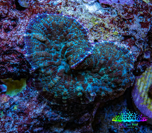 Ultra Rhodactis Coral -  2cm WYSIWYG Ultra Rhodactis Coral -  2cm WYSIWYG Animals & Pet Supplies Ultra Rhodactis Coral -  2cm WYSIWYG Zeo Box Reef