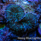 Ultra Rhodactis Coral -  2cm WYSIWYG Ultra Rhodactis Coral -  2cm WYSIWYG Animals & Pet Supplies Ultra Rhodactis Coral -  2cm WYSIWYG Zeo Box Reef