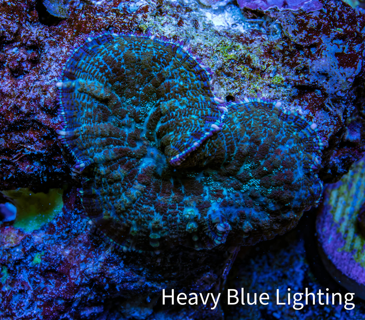 Ultra Rhodactis Coral -  2cm WYSIWYG Ultra Rhodactis Coral -  2cm WYSIWYG Animals & Pet Supplies Ultra Rhodactis Coral -  2cm WYSIWYG Zeo Box Reef