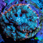 Ultra Rhodactis Coral -  2cm  WYSIWYG Ultra Rhodactis Coral -  2cm  WYSIWYG Animals & Pet Supplies Ultra Rhodactis Coral -  2cm  WYSIWYG Zeo Box Reef